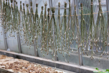 cut dried plants hanging upside down